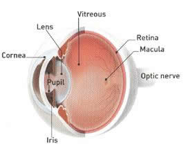 Image of the eye